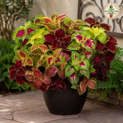 Coleus – Rainbow Mixed Flower Seeds - Nook & Nature