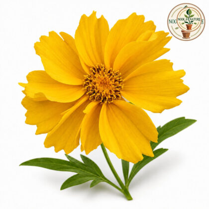 Coreopsis – Lanceolata Double Sunburst Seeds - Nook & Nature