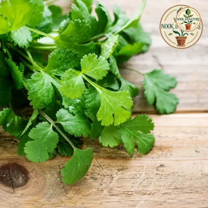 CORIANDER