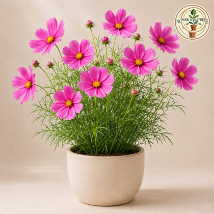 Cosmos Flower Seeds - Nook & Nature