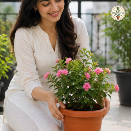 Cosmos Planter Cosmos 35 - Nook & Nature