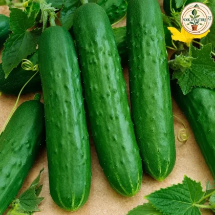 CUCUMBER DARK SEEDS