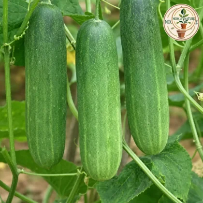 CUCUMBER LIGHT GREEN F1 HYBRID SEEDS