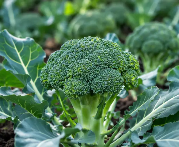 Broccoli Sprouting - Image 2