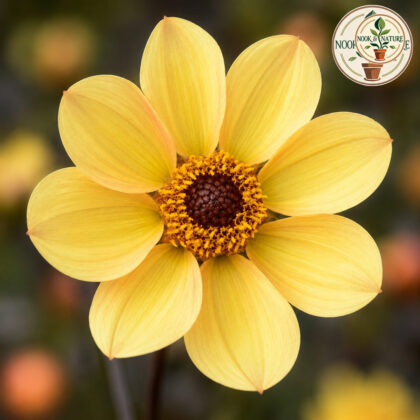 Dahlia Flower Seeds