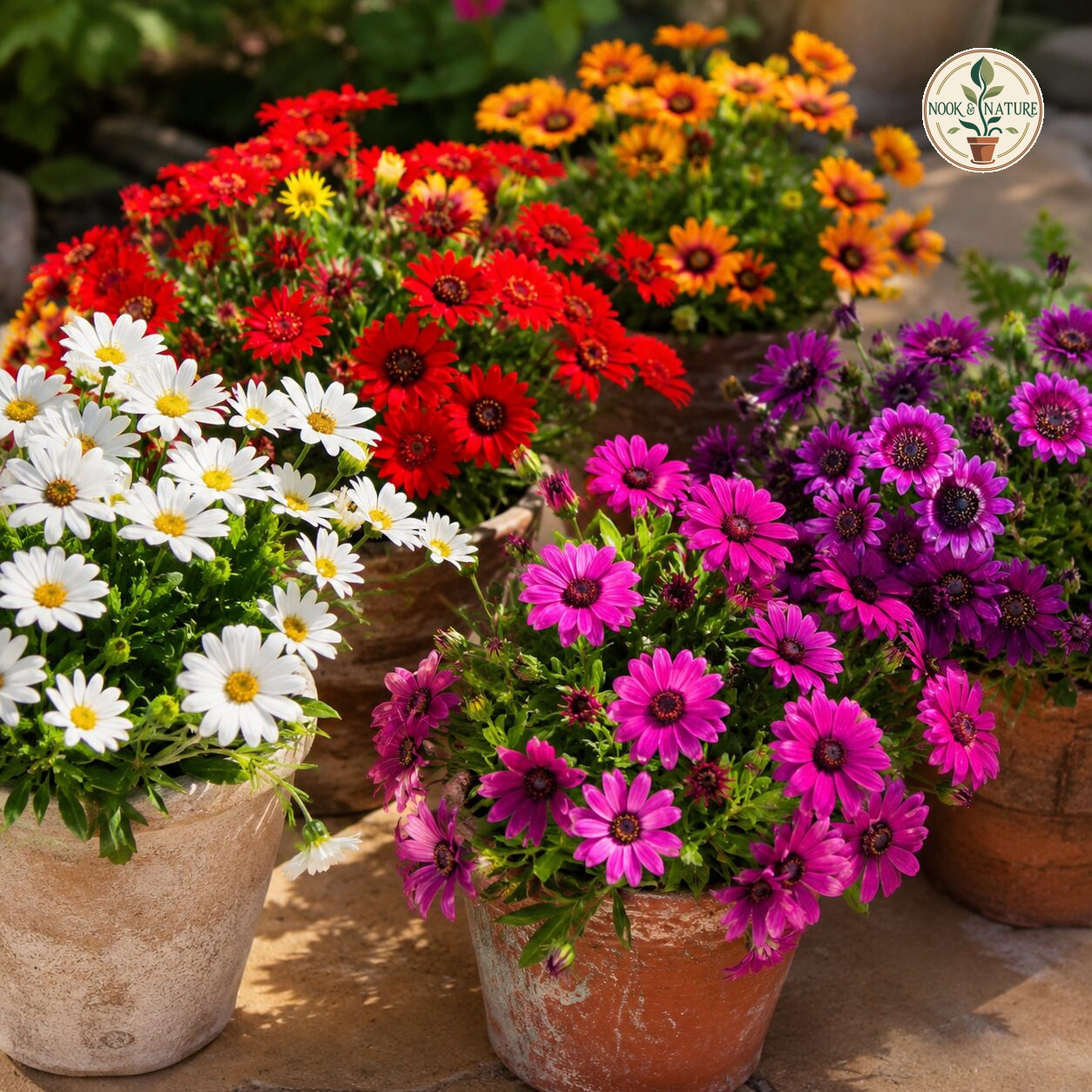 Daisy Flower Seeds - Nook & Nature