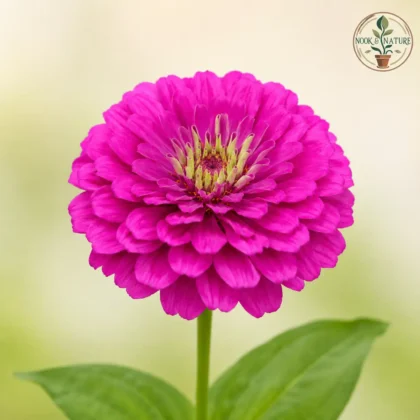 Zinnia Purple Flower