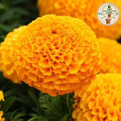 Marigold - Orange Roundball Kolkata Flower