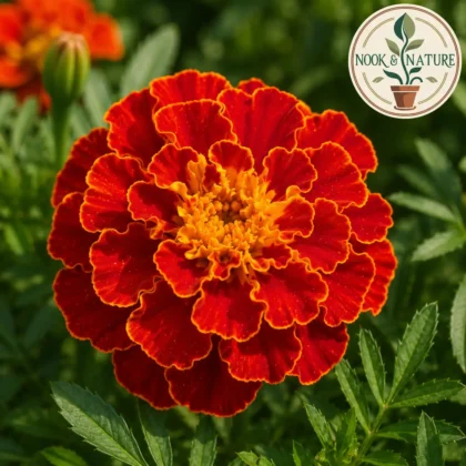 Marigold French - Red Brocade Flower