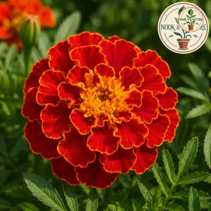 Marigold French - Red Brocade Flower