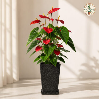 Dezire Planter