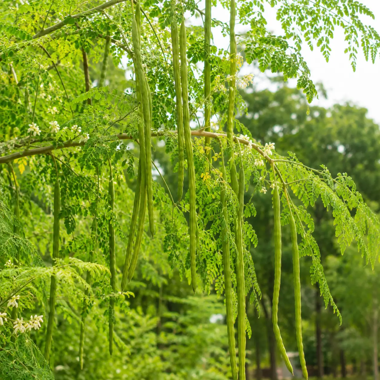 Moringa - Drumstick - Image 2