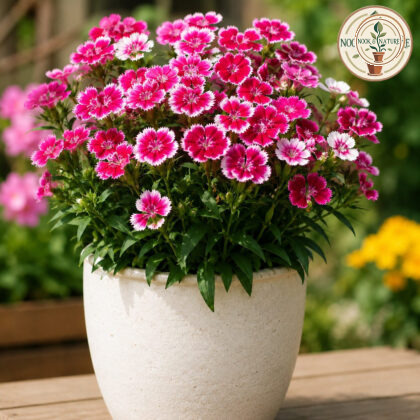 Dianthus – Baby Doll Mixed Flower Seeds - Nook & Nature