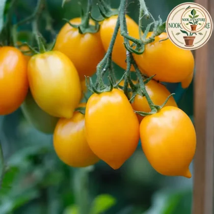 Yellow Cherry Tomato