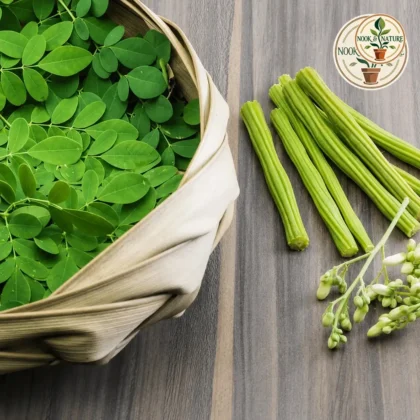 Moringa - Drumstick