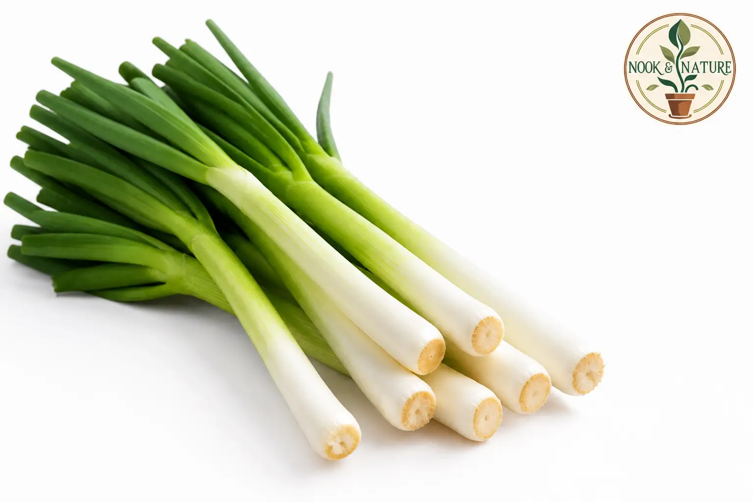 Leek Seeds