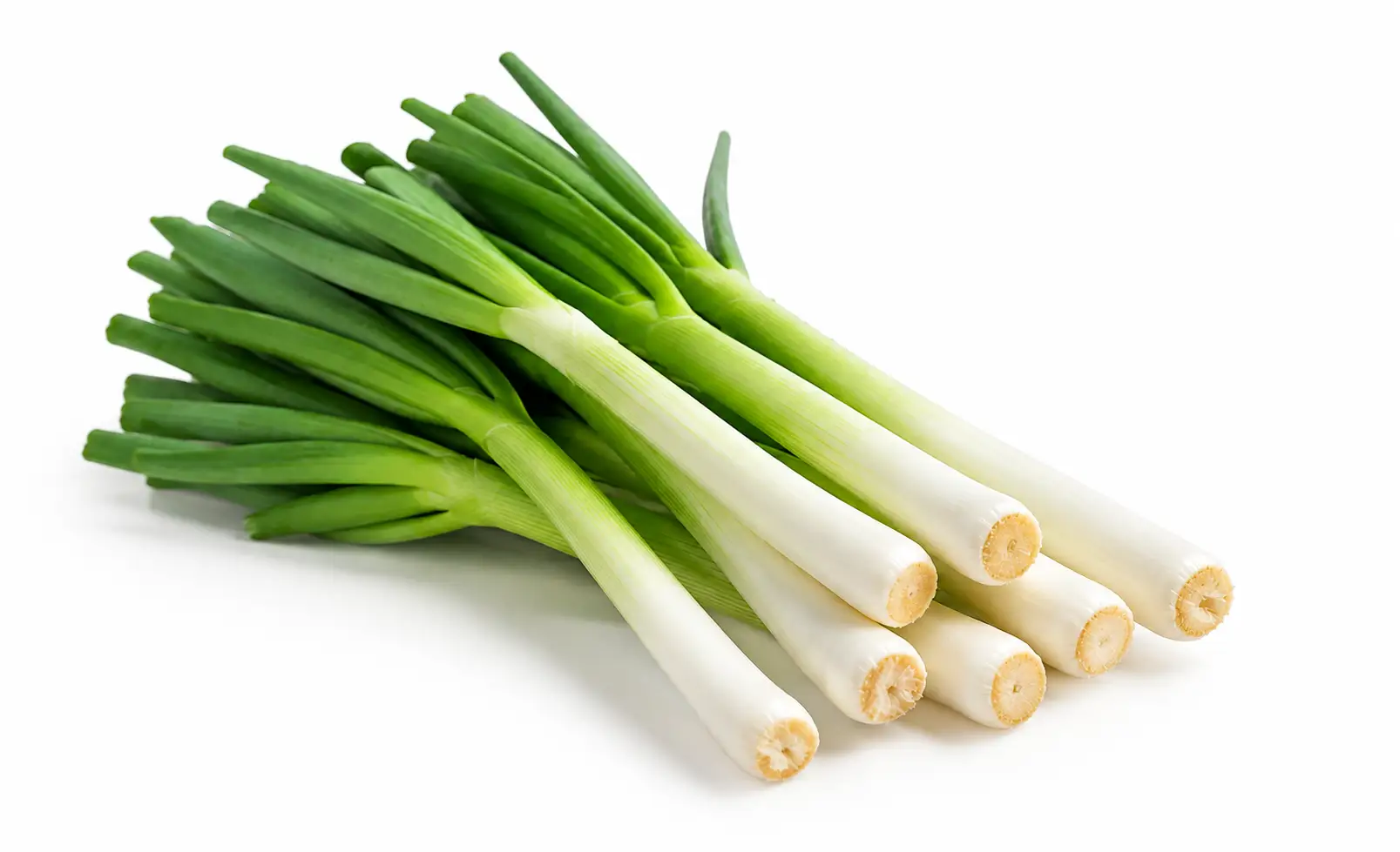 Leek Seeds - Image 3