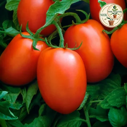 Tomato Oval Hybrid