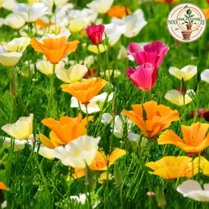 Poppy - California Mixed Flower