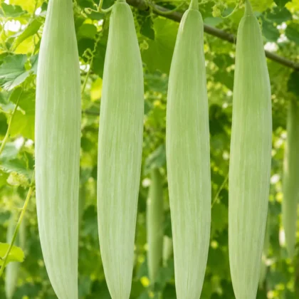 White Short Snake Gourd Seeds