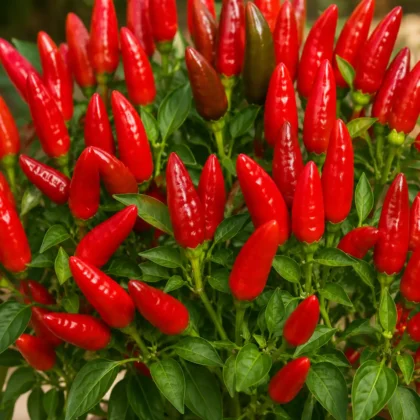 CHILLI LONGI SPECIAL