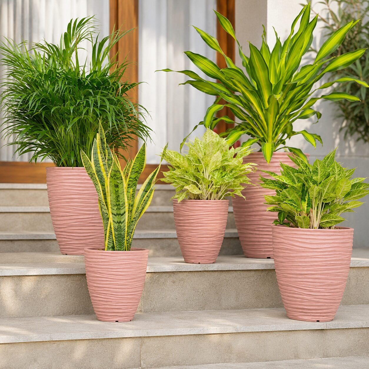 Havana Planter - Image 6