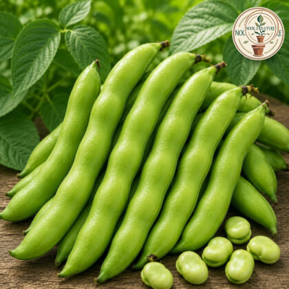 Fava Beans Selection Bakla