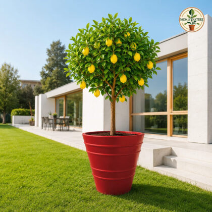 Fruit Pot