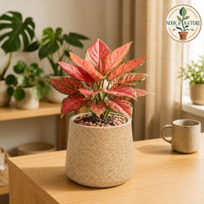 GARDENCIA Roto Tiny 07 Self Watering Round Pot 6″ - Nook & Nature
