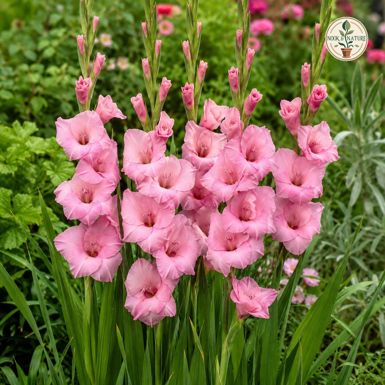 Gladiolus Pink Color Flower Bulb - Nook & Nature