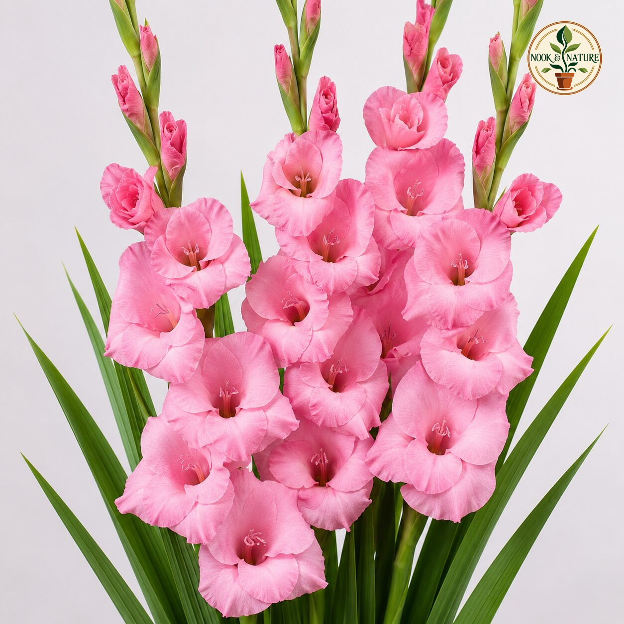 Gladiolus Pink Color Flower Bulb - Nook & Nature