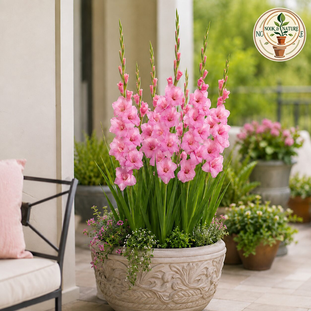 Gladiolus Pink Color Flower Bulb - Nook & Nature