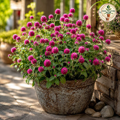 Gomphrena Mixed Flower Seeds - Nook & Nature