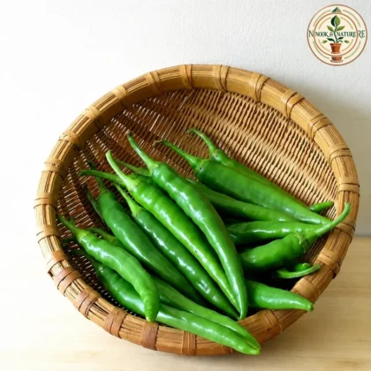 GREEN CHILLI HYBRID - Nook & Nature