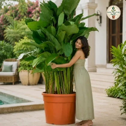 Grower Pot - Nook & Nature