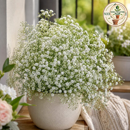 Gypsophila - White Flower Seeds