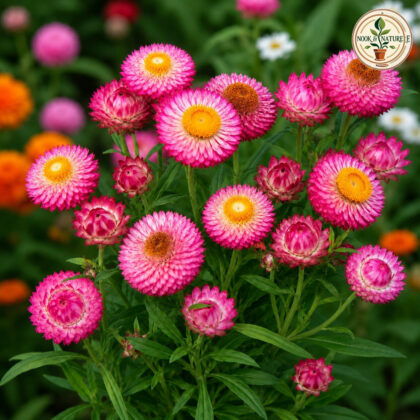 Helichrysum – Mixed Flower Seeds - Nook & Nature