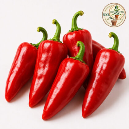 HOT PEPPER RED SAMPURNA