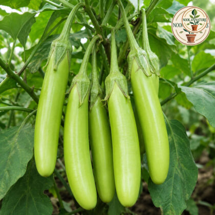 Hybrid Brinjal Green Long - Nook & Nature