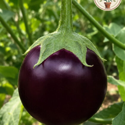 Hybrid Brinjal Round - Nook & Nature