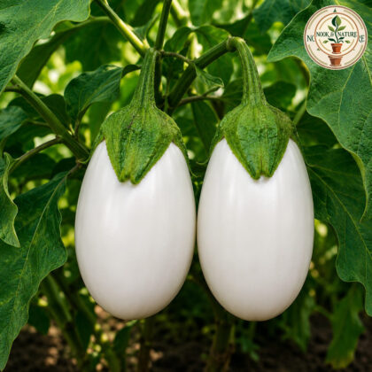 Hybrid Brinjal White - Nook & Nature