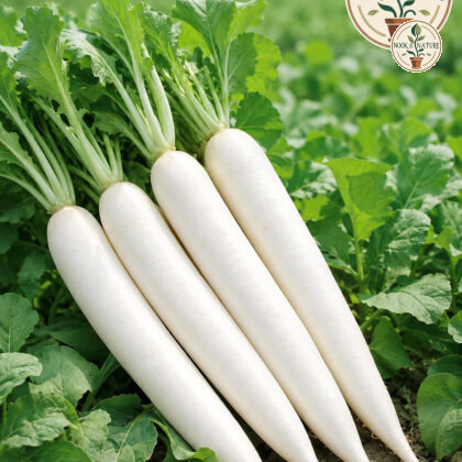 Hybrid Radish - Nook & Nature