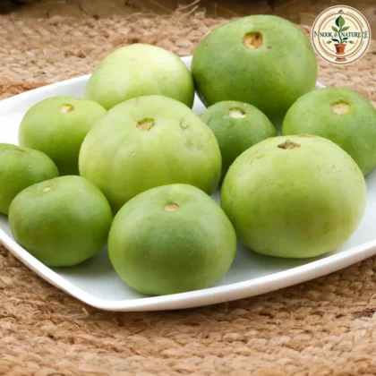 INDIAN ROUND TINDA
