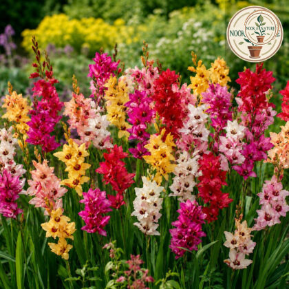 Ixia Any Colour Flower Bulbs - Nook & Nature