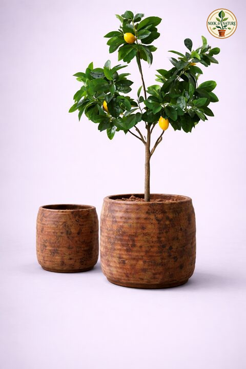 Julia Fiberglass Planters - Nook & Nature