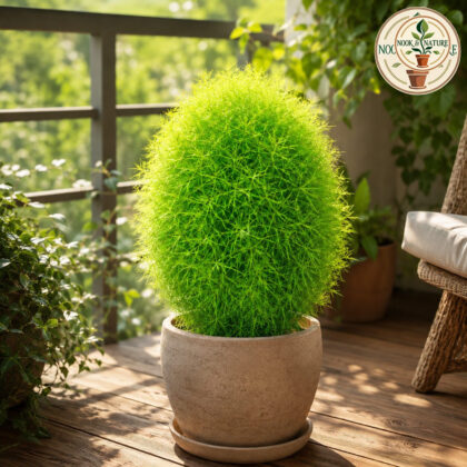 Kochia Flower Seeds - Nook & Nature