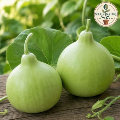 Lattu Bottle Gourd - Nook & Nature
