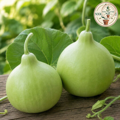 Lattu Bottle Gourd - Nook & Nature