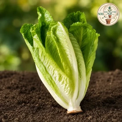 Lettuce Romain - Nook & Nature