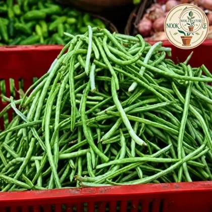 LOBIA – COWPEAS SEEDS - Nook & Nature